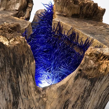 Brins de folie au creux d'un arbre