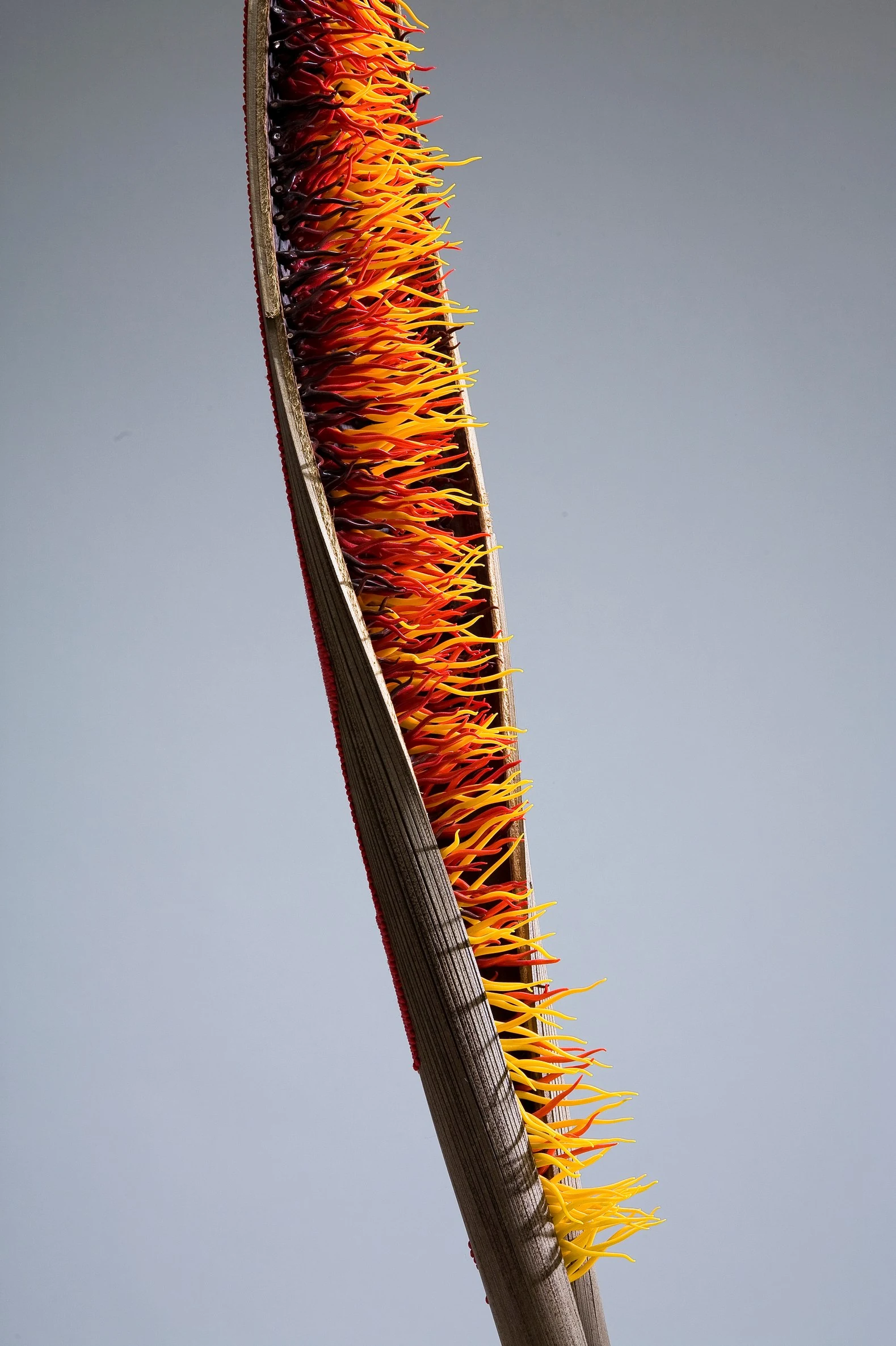 La palme