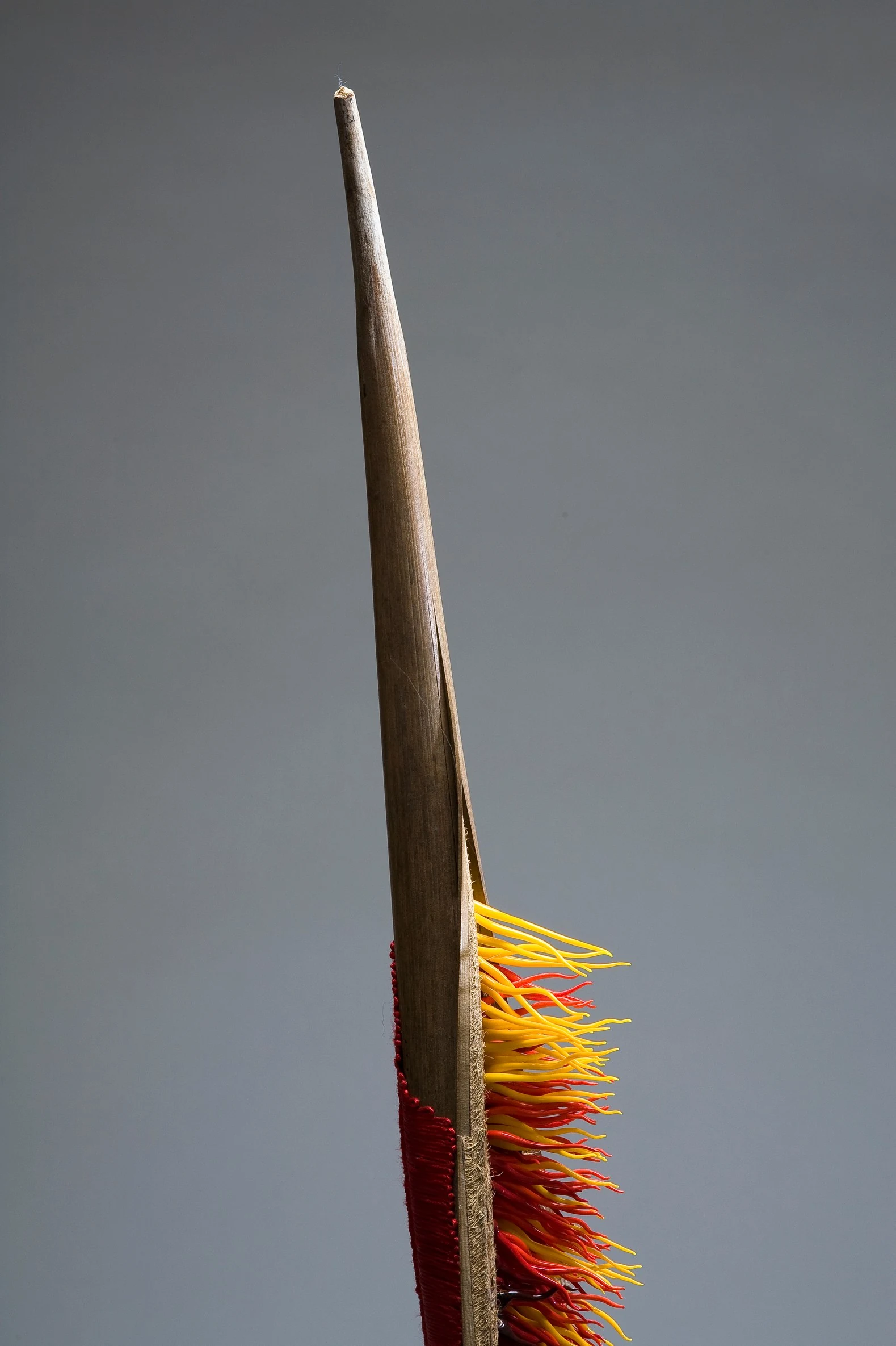 La palme