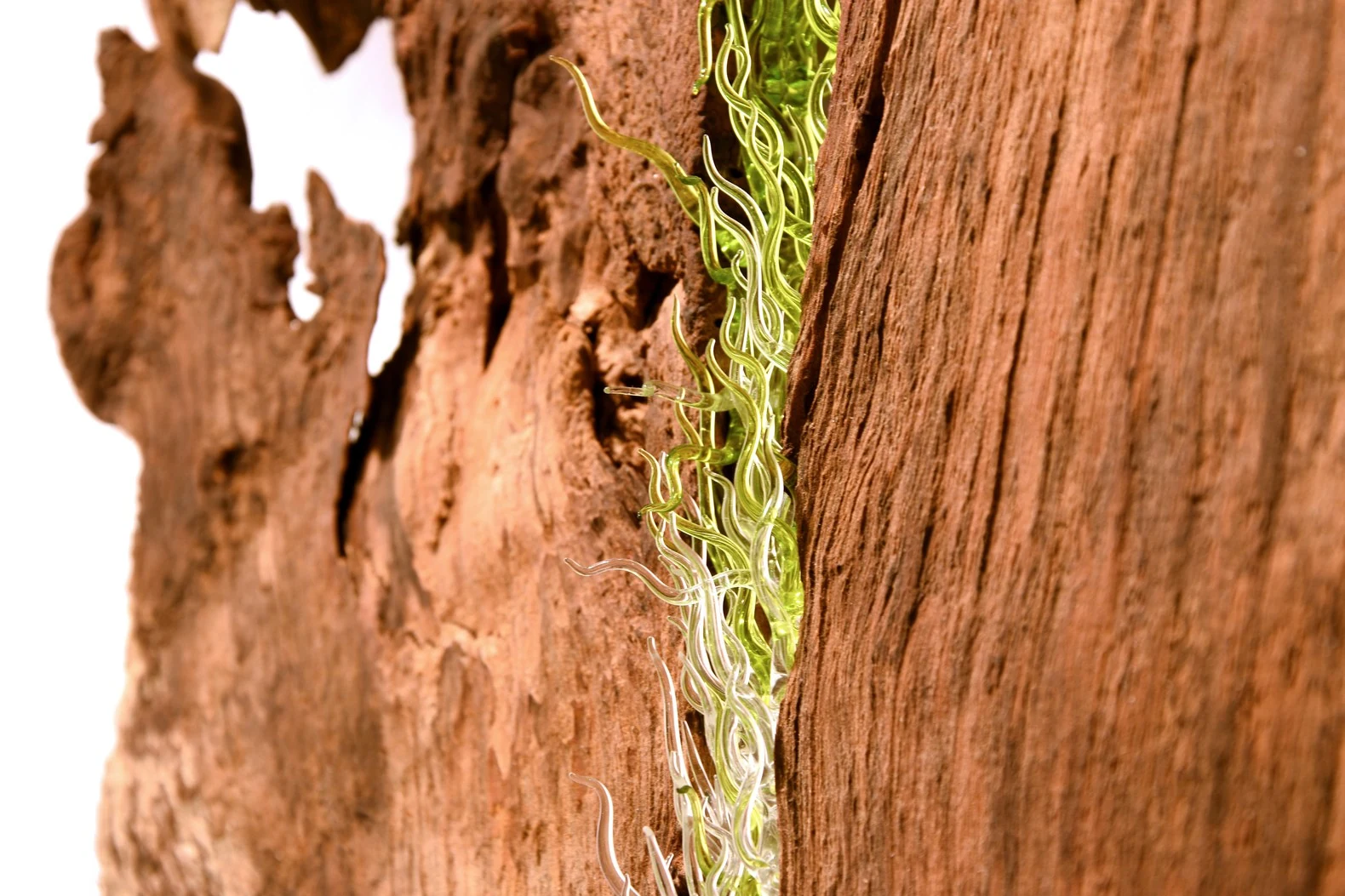 Pranarbre