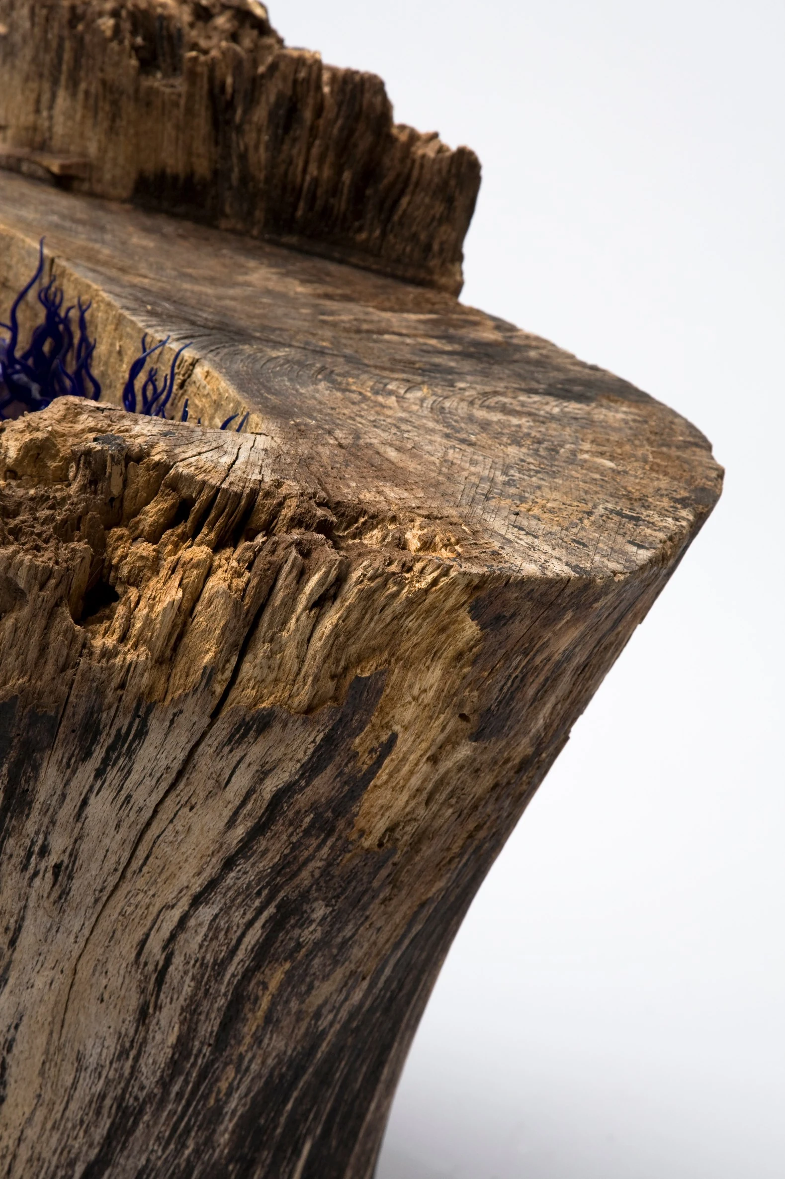 Brins de folie au creux d'un arbre