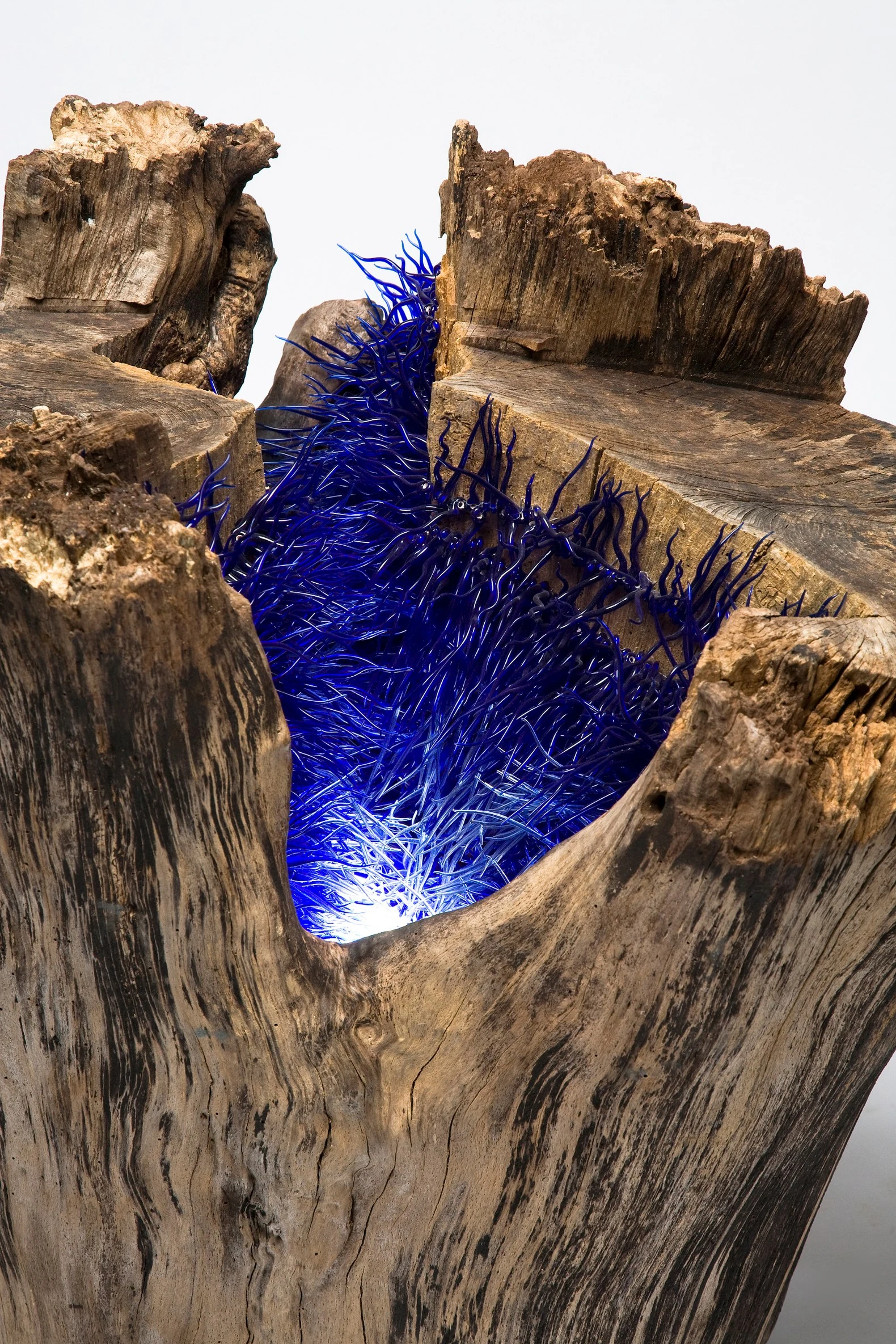 Brins de folie au creux d'un arbre