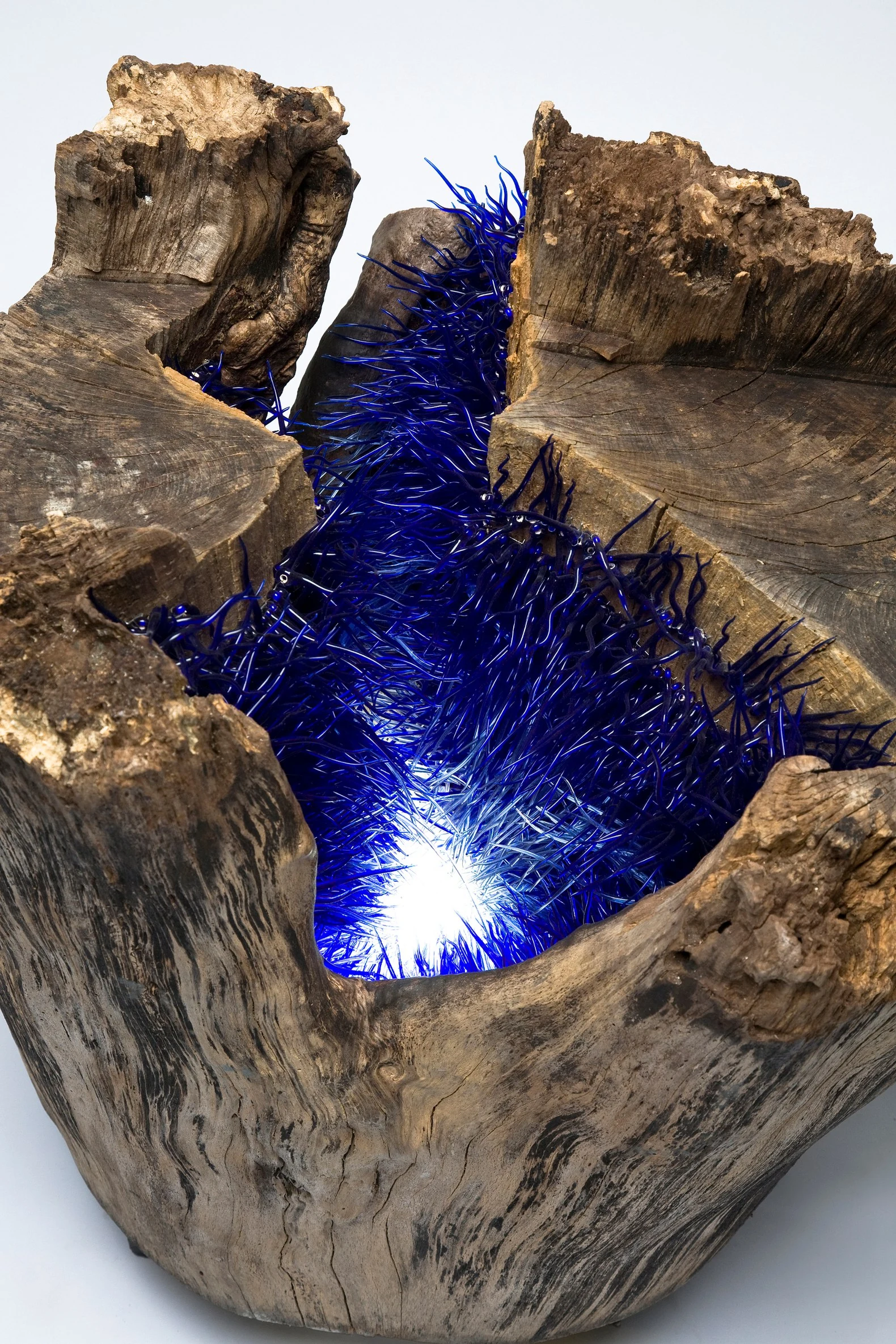 Brins de folie au creux d'un arbre