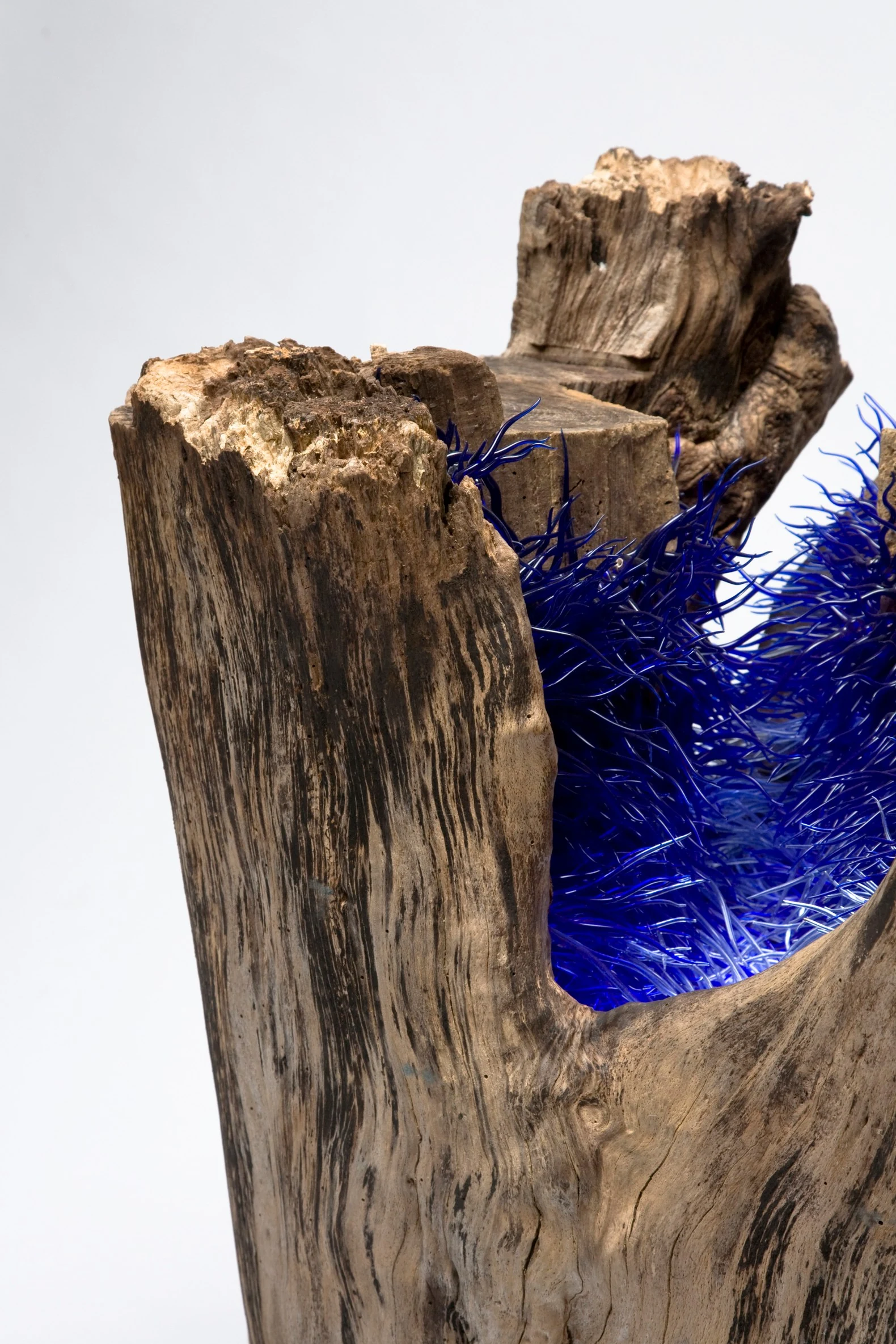 Brins de folie au creux d'un arbre
